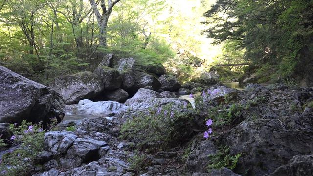 小田深山渓谷　キシツツジ смотреть онлайн