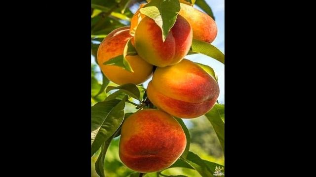 Поздравление дачнику! смотреть онлайн