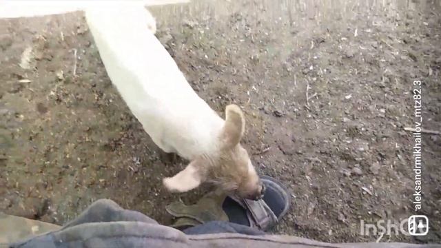 Не покормишь я тебя съем ? смотреть онлайн