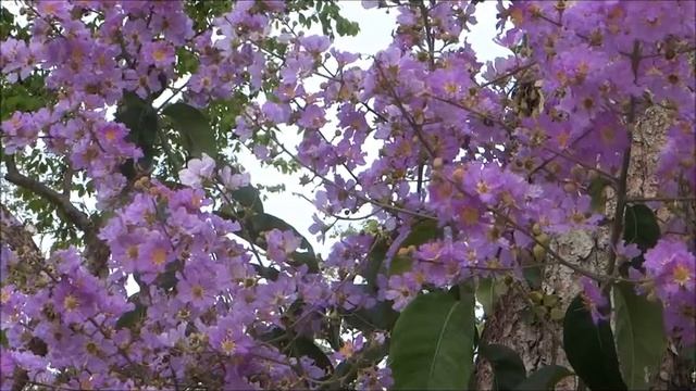 The BEAUTY of Lagerstroemia Speciosa Flowers @ riverPark Bishan Singapore ! смотреть онлайн