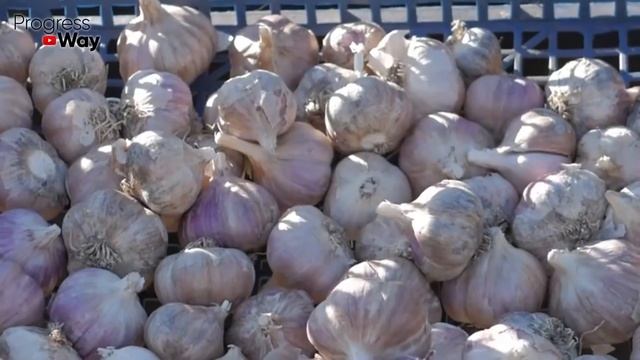 НИКОГДА Не Выбрасывайте ПРОРОСШИЙ ЧЕСНОК! Вот Почему и Что Надо Делать! смотреть онлайн