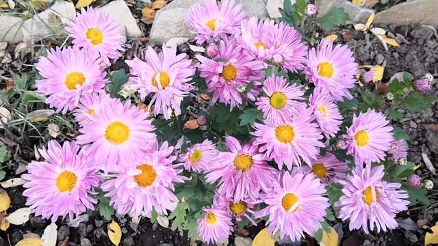 Стихотворение "Как хочется прожить еще сто лет..." смотреть онлайн