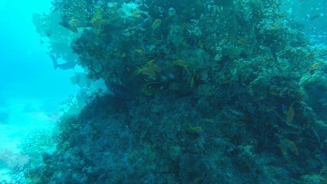 Erg Iris Dive - Hurghada Region смотреть онлайн