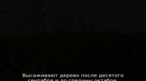 Яблоня Имрус