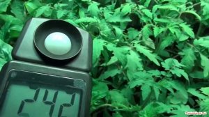 Освещение рассады томатов перцев баклажан, температурный режим