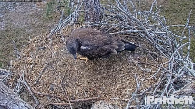 SWFL Eagles ~ Intruder Brings A Live Fish To Nest! E's Fly In But She Leaves Before E21 lands 4.9.2 смотреть онлайн