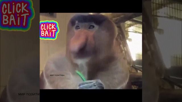 В мире Животных блин))))) смотреть онлайн