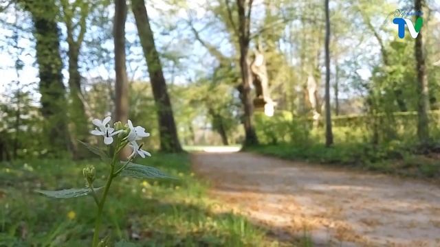 "УФИМСКОЕ ТВ" НОВОСТИ 05.06.2022 смотреть онлайн