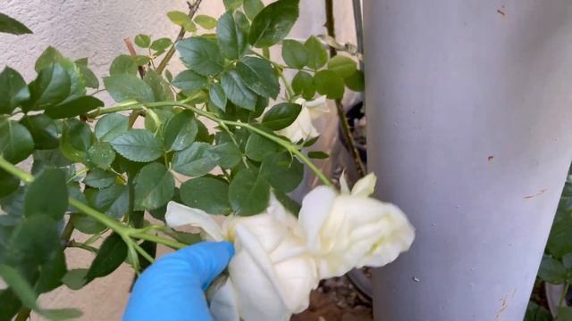 이런 장미 처음이야❤️두 얼굴을 가진 프랑스 장미 смотреть онлайн