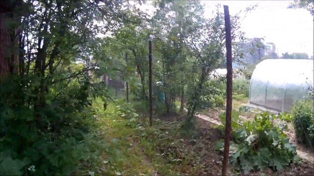 лето природа