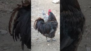 Чем отличаются между собой куры Джерсийский гигант и Австролорп чёрный!!!