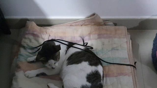 Cat Sweety Playing after so long (Part 1) смотреть онлайн
