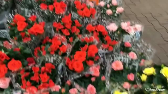 Новый Год в Цветочном отделе! Камелия в ОБИ. смотреть онлайн