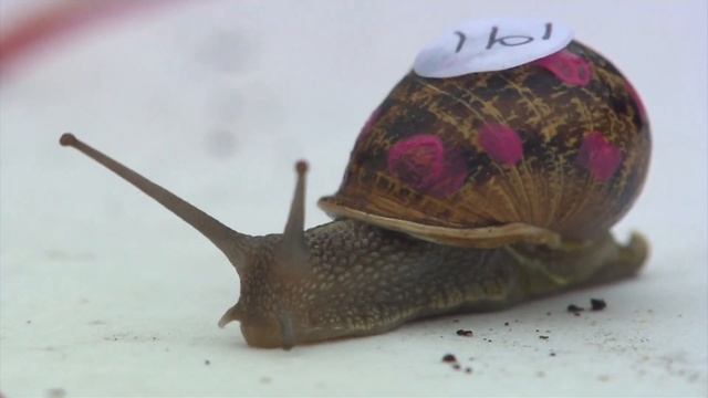 Snail Racing World Championship | Weird Sports смотреть онлайн