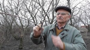 Результат формировки 2-х летней черешни. Что делать дальше..?