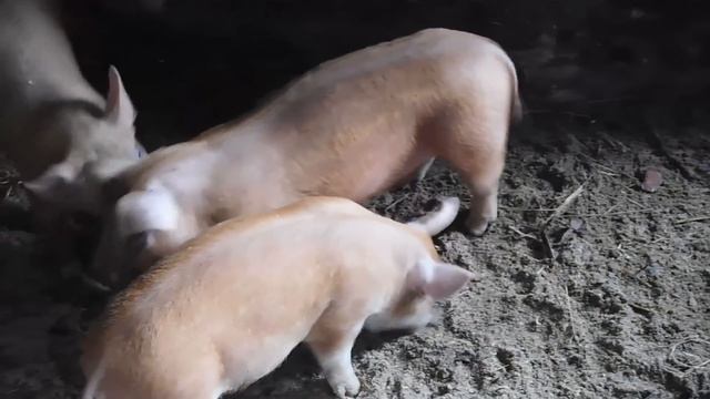 НА ЗАВИСТЬ БОЛЬШИЕ ПОРОСЯТА!ЧЕМ КОРМИТЬ СВИНЕЙ ЧТОБЫ РОСЛИ БЫСТРО?ОБЗОР ДЮРОК В НАШЕМ ХОЗЯЙСТВЕ смотреть онлайн