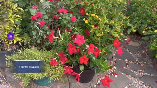 Tour mas plantas floreando смотреть онлайн