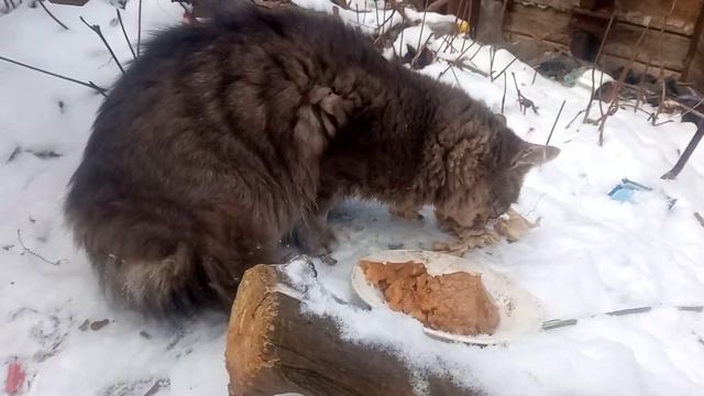 Серый друг Шарика - мясоедный мальчик!!! смотреть онлайн