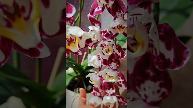 Phal. Tango (Marrakesh) 3-lips 🌷 Первое домашнее цветение шикарной орхидеи трилипс Танго (Марракеш) смотреть онлайн