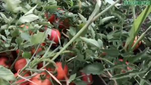 Томат розовый AB 530 F1. Обзор, Краснодарский край, Кореновский р-н