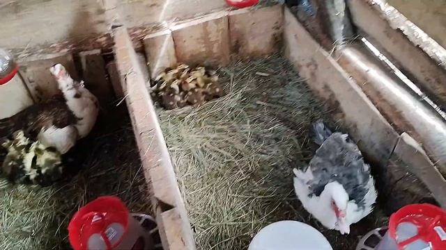 Индоутки, мускусные утки. Содержание индоутят, чем они питаются