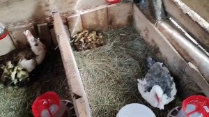 Индоутки, мускусные утки. Содержание индоутят, чем они питаются