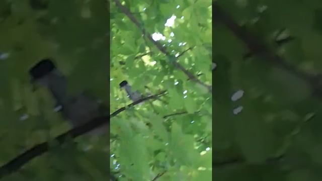 гнездо вяхиря#birds #птицы #голуби смотреть онлайн