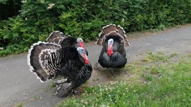 #индюки #животные #класс #индюкиГуляют смотреть онлайн