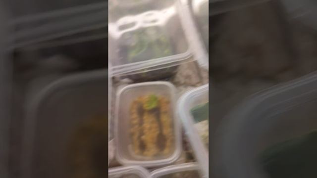 Для тех, кому интересны стрептокарпусы, 2-й вариант смотреть онлайн