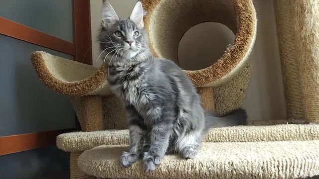 Мейн Кун котик голубой мраморный Albert смотреть онлайн