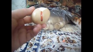 КАК ПОМОЧЬ ВЫЙТИ ЦЫПЛЕНКУ ИЗ ЯЙЦА?ПОМОГАТЬ ЛИ ЦЫПЛЕНКУ ВЫБИРАТЬСЯ ИЗ ЯЙЦА?