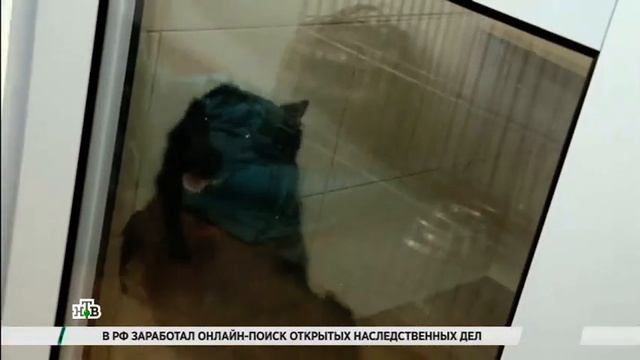 КАК ЗАРАБОТАТЬ: Выгул собак смотреть онлайн