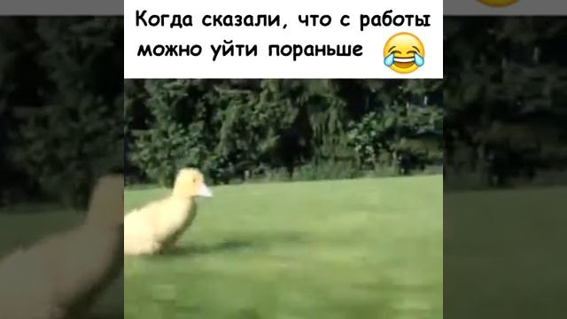 Когда сказали, что с работы можно уйти пораньше смотреть онлайн
