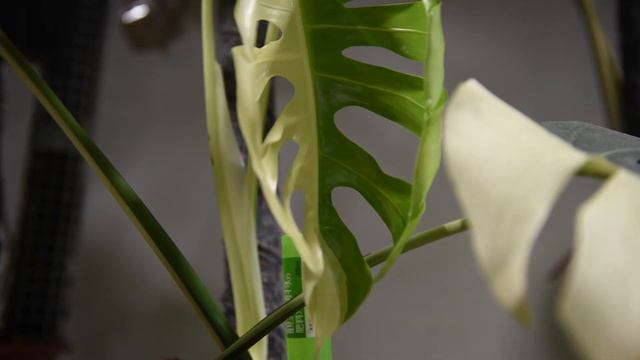 Monstera Mint Timelapse смотреть онлайн