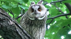 УШАСТАЯ СОВА #ушастая сова#красная книга