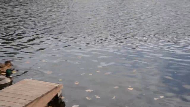 2015.10.01 - Москва. Утки в парке "Останкино" смотреть онлайн