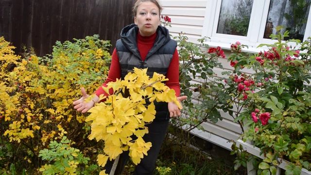 Гинкго в Подмосковье смотреть онлайн