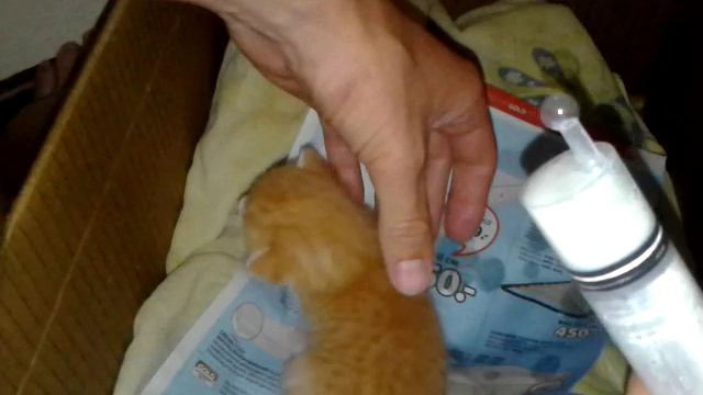 Как кормить новорожденного котенка, а также массаж и туалет смотреть онлайн