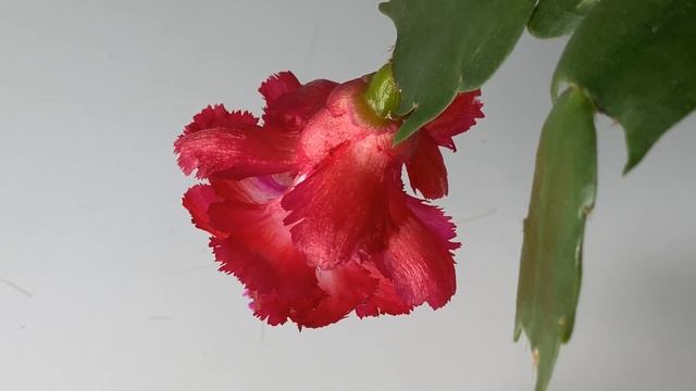 Schlumbergera hybrid - ‘Ascot’ смотреть онлайн