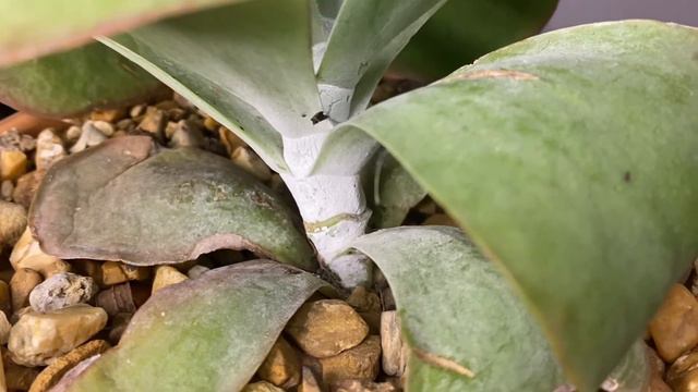 Kalanchoe Thyrsiflora (Flapjack or Paddle Plant) | Gardening Mindfully #kalanchoe смотреть онлайн