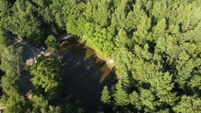 Лотосы Комарова в Амурском дендрарии смотреть онлайн