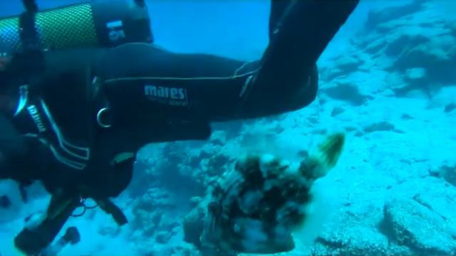 inmersion charlotte reef смотреть онлайн