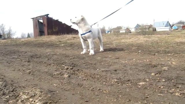Блеск Серебра Зефир смотреть онлайн