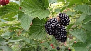 Сорт ежевики Тройная Корона 2019