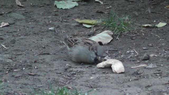 Смешные воробьи. Новосибирск. Птицы Сибири.Funny sparrows. смотреть онлайн