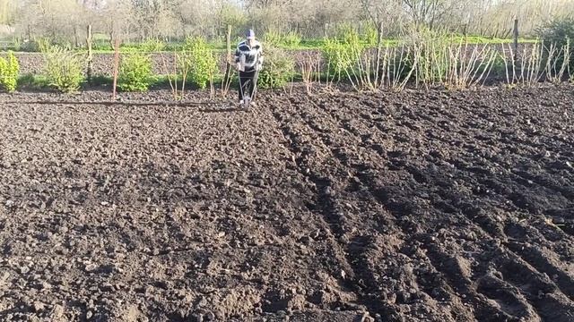 Быстрый и лёгкий способ посева кормовой свеклы. смотреть онлайн