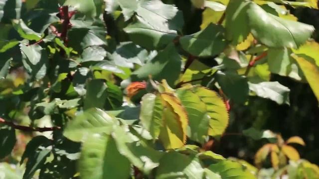 ЦВЕТЕНИЕ РОЗ ПОД УГРОЗОЙ! СДЕЛАЙТЕ ЭТО СЕГОДНЯ! смотреть онлайн