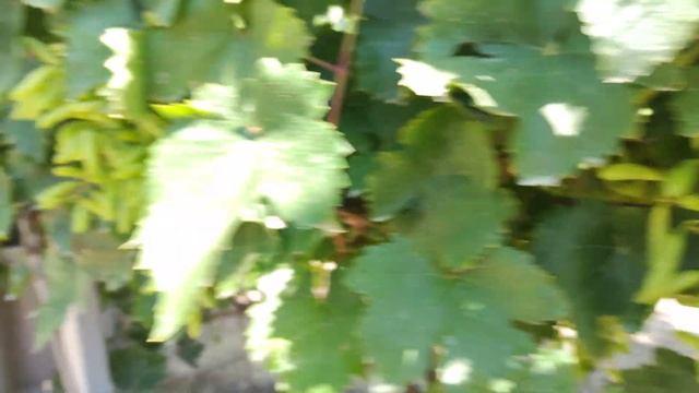 ХЕЛЛОУИН 2! ХЕЛЛОУИН БЕЛЫЙ! СУПЕР НОВИНКИ ЭТОГО ГОДА! тел.+79054033245,WhatsApp и Viber+79528500417 смотреть онлайн