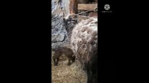 Овца не принимает ягненка #овцыиягнята #поведениеовецпослеродов #способыкормленияягнят