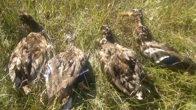 охота на утку. удачно.